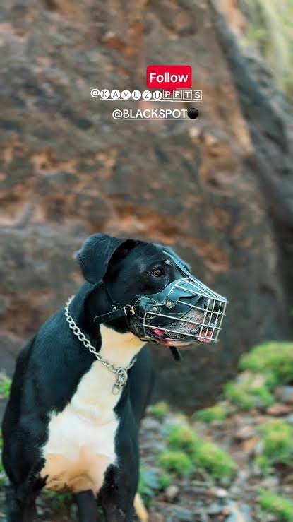 Max