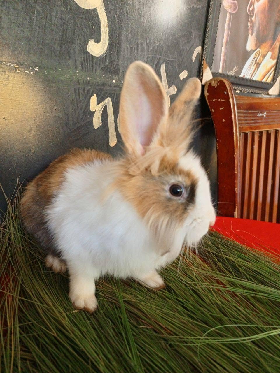 Rabbit